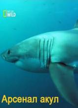Смотреть онлайн Арсенал акул. механизм нападения / Great White Code Red (2014) - HD 720p качество бесплатно  онлайн