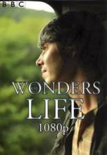 Смотреть онлайн Чудеса жизни / Wonders of Life -  1 сезон новая серия  бесплатно  онлайн