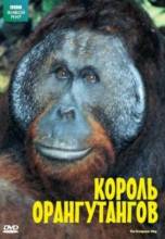 Смотреть онлайн BBC: Живой мир. Король орангутангов / BBC: The Natural World. The Orangutan king (2005) - HD 720p качество бесплатно  онлайн