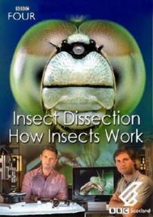 Смотреть онлайн BBC. Вивисекция. Как устроены насекомые / Insect Dissection: How Insects Work (2012) - HDRip качество бесплатно  онлайн