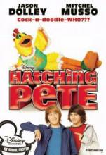 Смотреть онлайн фильм Пит в перьях / Hatching Pete (2009)-Добавлено DVDRip качество  Бесплатно в хорошем качестве