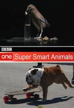 Смотреть онлайн BBC. Самые умные животные / BBC. Super Smart Animals (2012) -  1 серия SATRip качество бесплатно  онлайн