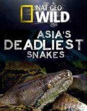 Смотреть онлайн NG: Самые опасные змеи Азии / Asia's Deadliest snakes (2010) - DVDRip качество бесплатно  онлайн