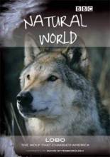 Смотреть онлайн BBC. Мир природы. Лобо: Волк, который изменил Америку / BBC. Natural World. Lobo: The Wolf that Chan - HD 720p качество бесплатно  онлайн