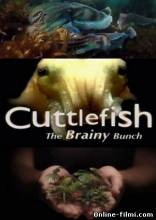 Смотреть онлайн Смышленые каракатицы / Cuttlefish the Brainy Bunch (2006) - HDRip качество бесплатно  онлайн